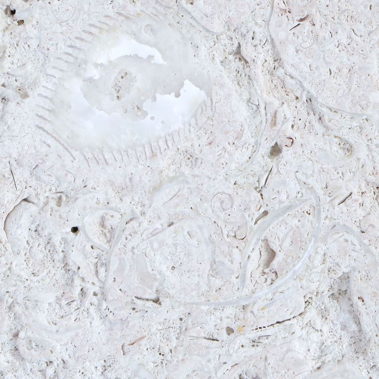 Best close-up image for Limestone - White Shell Stone. The surface finish shown is brushed. The dominant color shown is white. Regular color pattern. Contains voids and mineral inclusions.