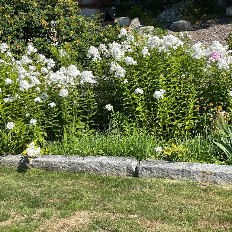 Application image for Reclaimed First Generation Granite Curbstone - Edging. The image shows this product being used in a landscape curbing & edging application. The surface finish shown is a combination of weathered and worn. The dominant color shown is gray. The color mix creates a cool feeling. Regular and speckled color patterns.