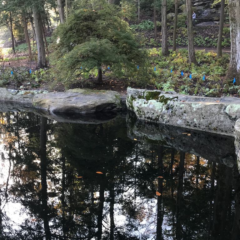 Application image for Fieldstone - New England Boulders - Pool/Pond Coping. The image shows this product being used in a pond border coping application. The surface finish shown is weathered. The dominant color shown is gray.